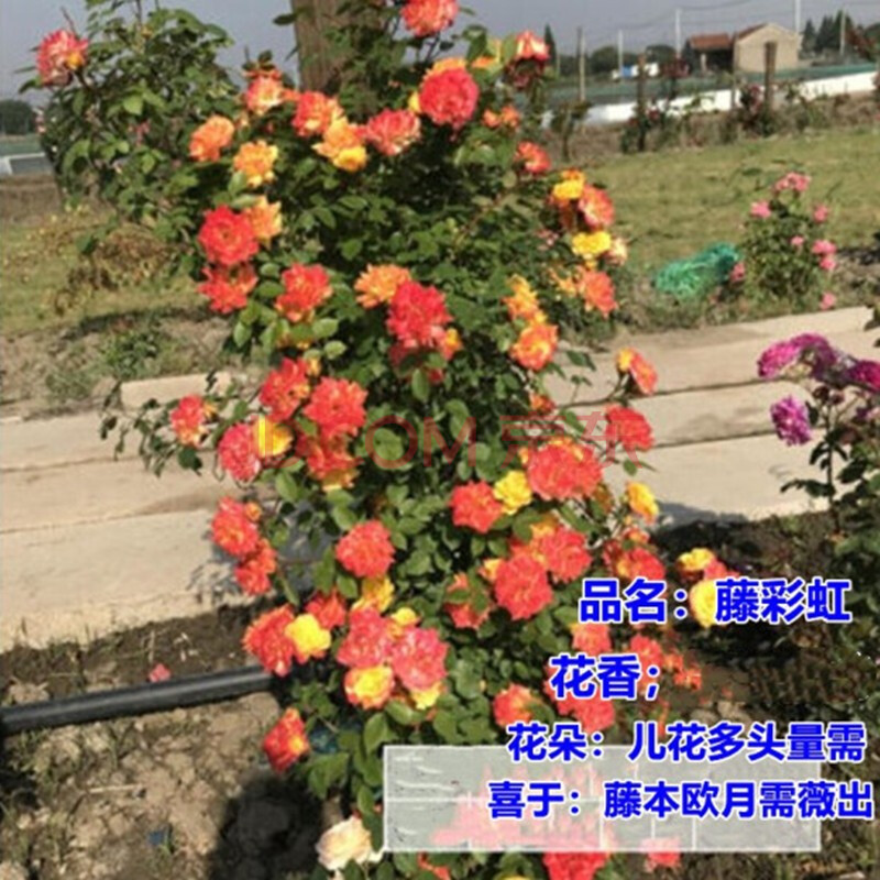 虹毅 爬藤月季花苗欧月藤本特大花盆栽四季易活庭院阳台别墅大花浓香