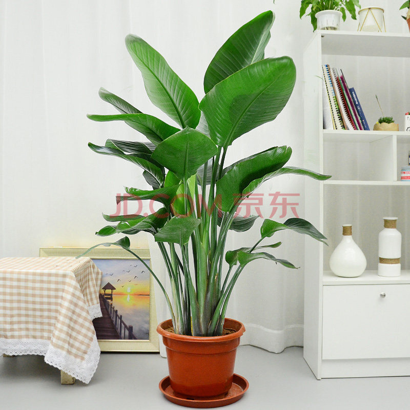 天堂鸟大型盆栽办公室内绿植客厅观叶鹤望兰网红植物天堂鸟 天堂鸟
