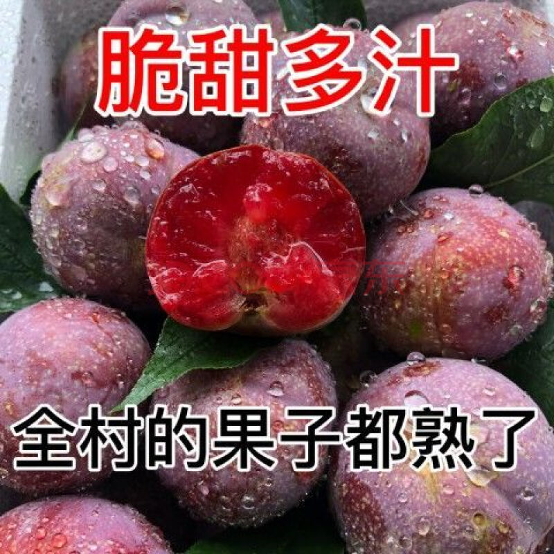 广东信宜三华李当季新鲜现摘红心李子酸甜脆 红心李小果 3斤精选装