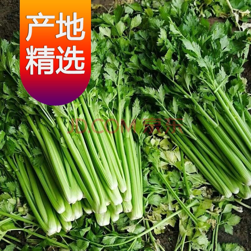 【精选s级】河南新鲜芹菜农家自种现挖现发西芹香芹新鲜蔬菜 5斤新鲜