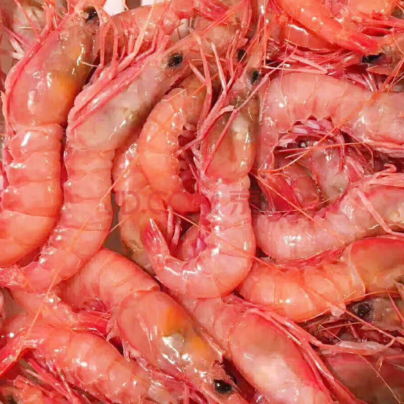 天然不添加海鲜鲜活舟山红虾纯当天海捕新鲜鲜活码头直发 中号2斤装