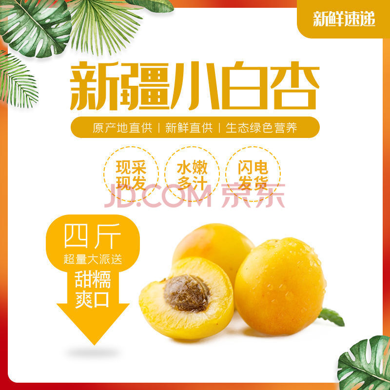 新疆轮台小白杏新鲜水果库车杏子自然熟现摘现发礼盒装顺丰 2斤装(一