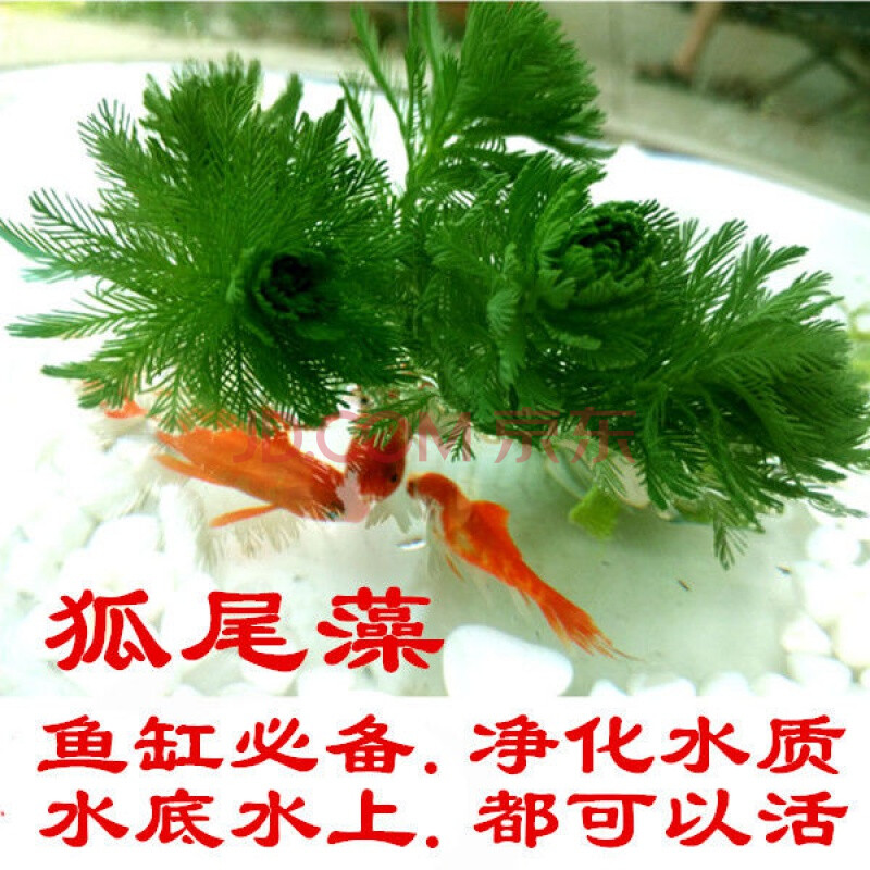 粉绿真狐尾藻狐尾草水底水面水培植物净化水质水草鱼缸造景 狐尾藻30