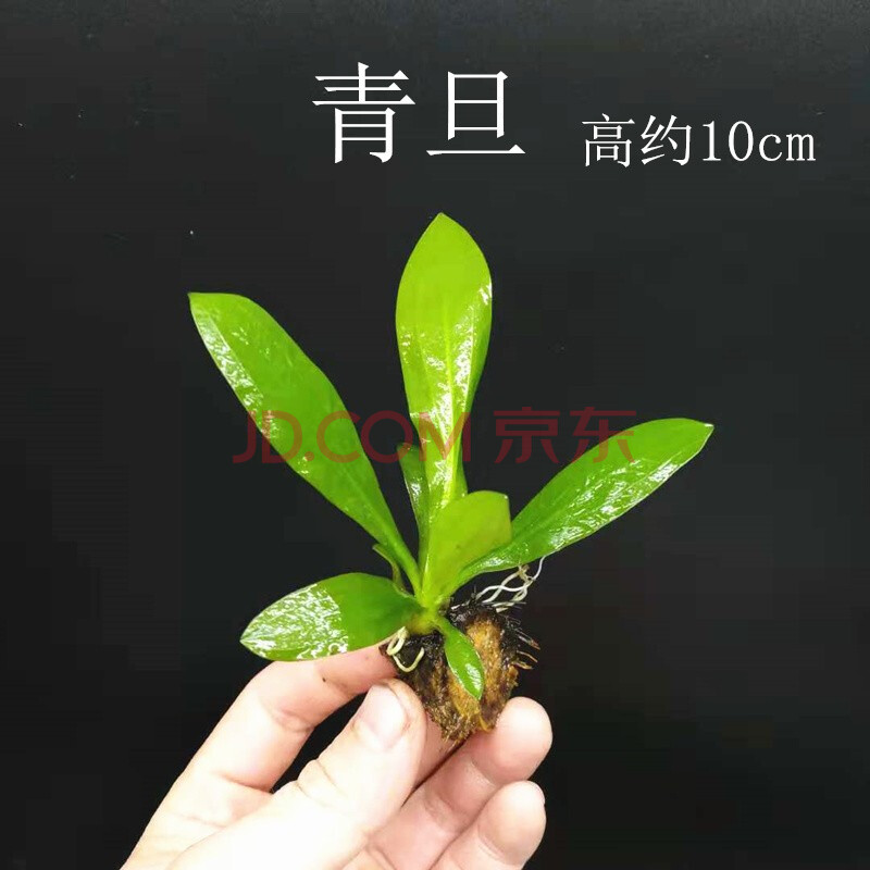 前景水草植物活体阴性无需二氧化碳co2水下叶红色爬地入门 青旦一棵