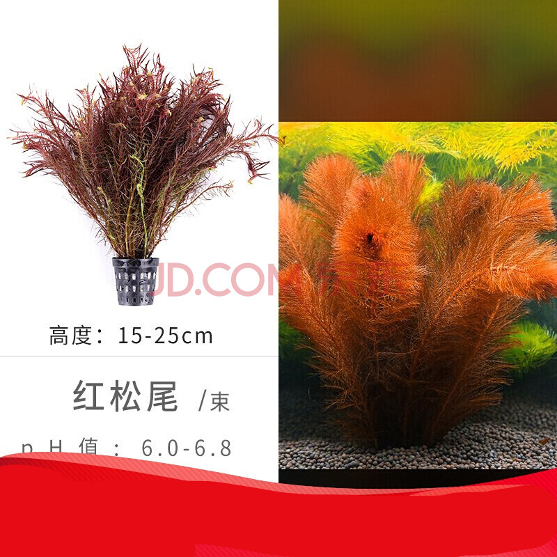 箱鱼缸造景套餐水草植物新手活体真水草植物懒人水草沉木水榕 红松尾