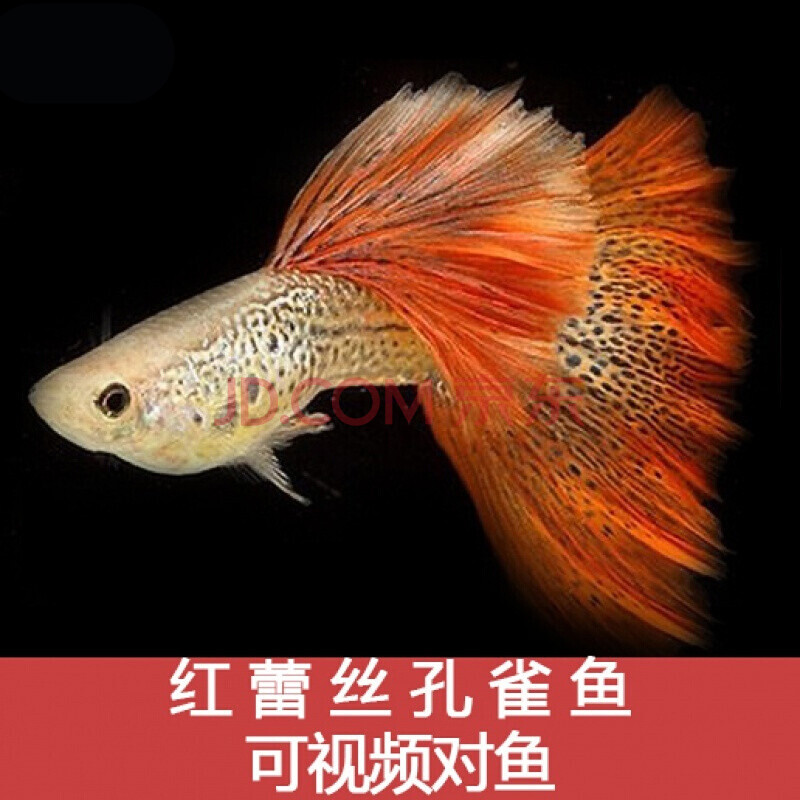 天弗观赏鱼孔雀鱼活体鱼鱼缸造景泰国斗鱼宠物活体 天空鱼一对 红蕾丝
