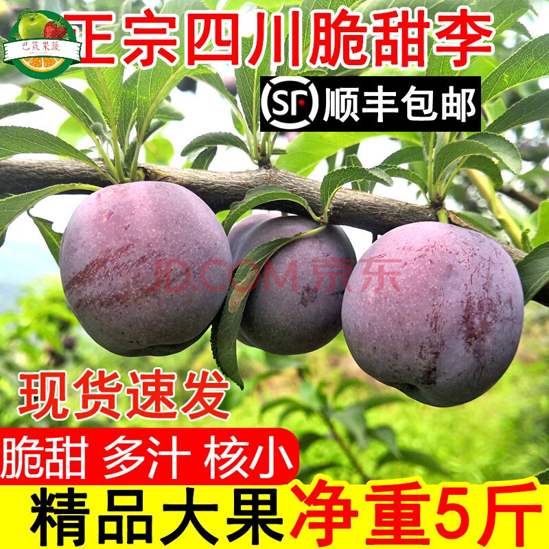 顺丰 四川五月脆李子 甜李脱骨凤凰李子当季新鲜水果脆李 礼盒装