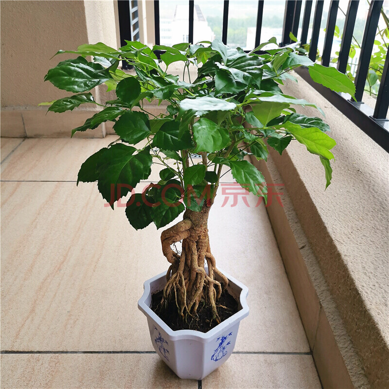 新品 幸福树盆栽植物室内提根绿宝四季常青老桩客厅办公桌面发财树