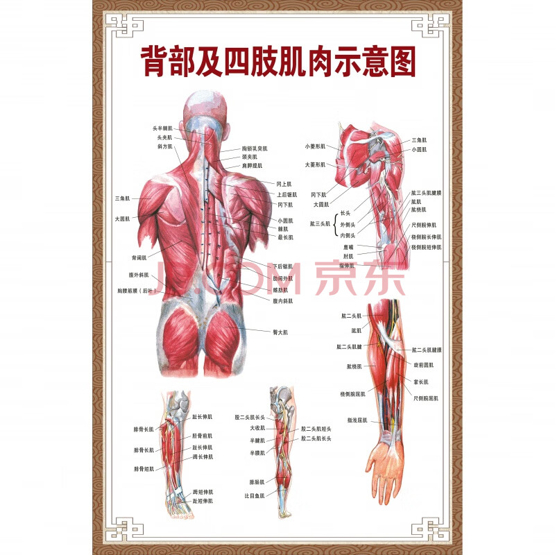 内脏解剖大挂图男性肌肉分布图海报横版阳文 背部及四肢肌肉示意图 40