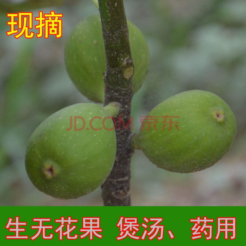 颜曼箐 顺丰速运 新鲜生无花果 新鲜现摘 非冷冻 生无花果 青果 煲汤