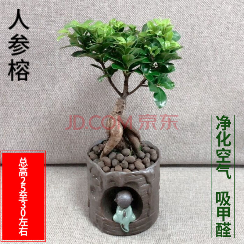人参榕树盆景植物老桩苗室内树苗大型s弯小叶榕四季常青树桩绿植 人参