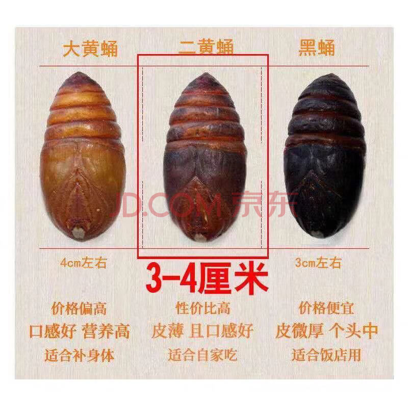 蚕蛹 营口直发东北特产茧蛹大黄蛹柞蚕蛹蝉蛹新鲜活蚕蛹 二黄(3-4厘米