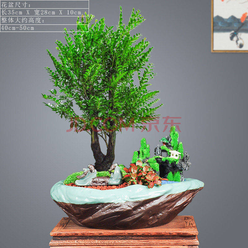 花姬 小叶紫檀盆景植物室内常青树苗花卉老桩老根木本绿植盆栽 禅意天
