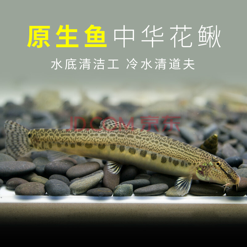 中华花鳅小泥鳅观赏鱼活体水族宠物中国原生鱼群游小型淡水冷水鱼 6