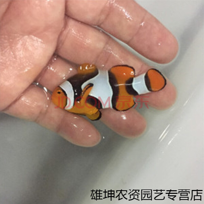 采缇(caiti 人工公子小丑鱼海水鱼活体黑背心毕加索闪电金透红熊猫