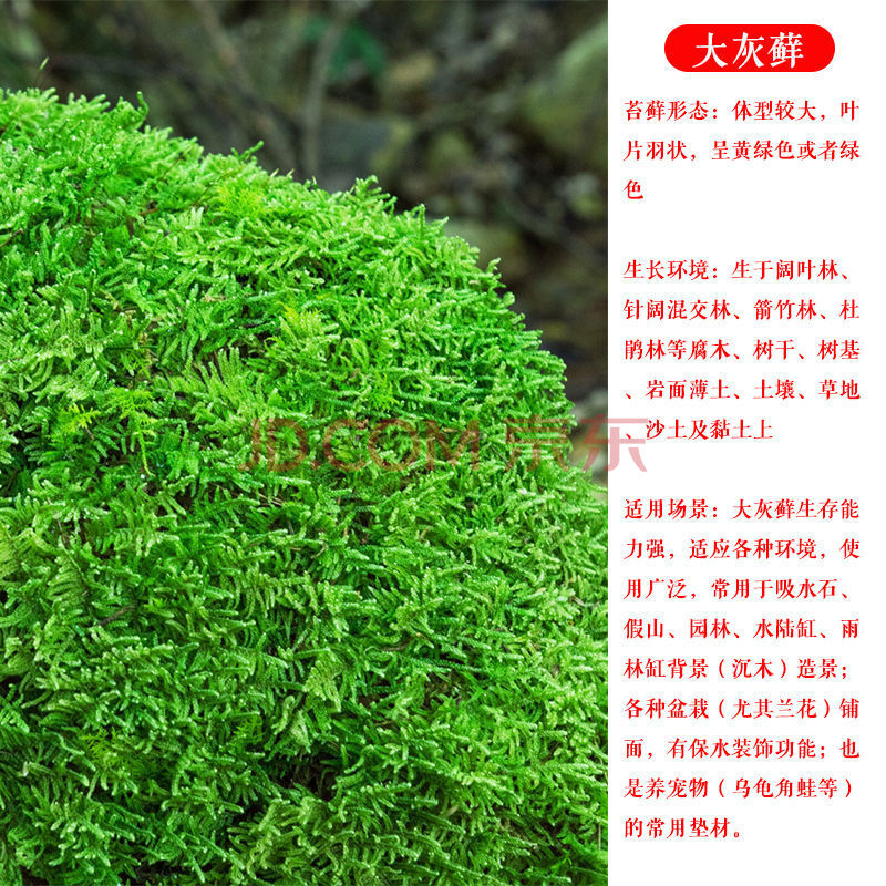 盆景装饰造景铺面鲜活好养假山水陆缸diy室内绿植 大灰藓(18*10cm)2盒