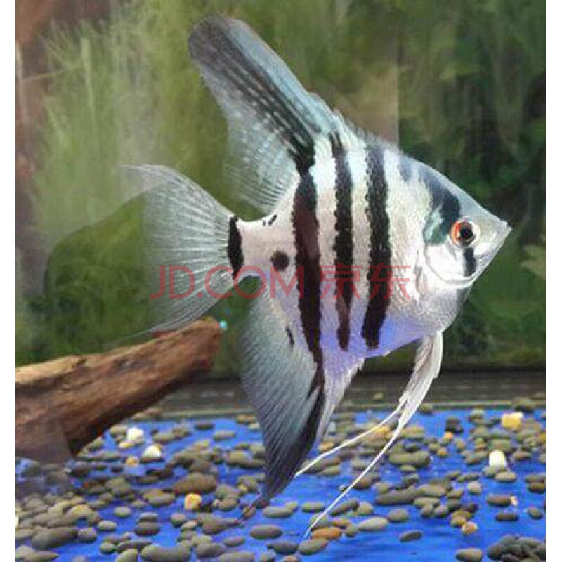 秘鲁中号神仙鱼水族世界观赏鱼活体黑燕鱼红头三色红眼钻云石 蓝魔鬼