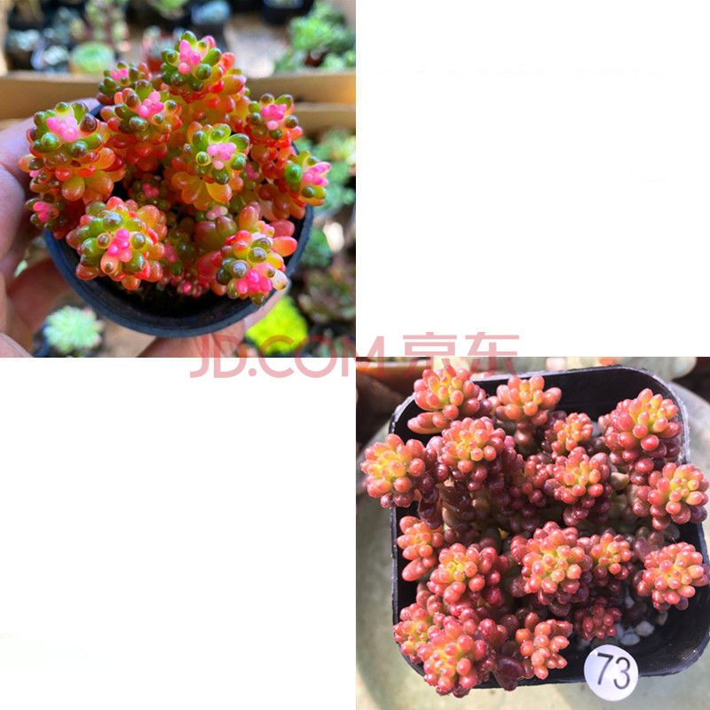 多肉植物红色浆果锦办公室内绿植花卉辐射迷你小盆栽肉肉植物 彩色