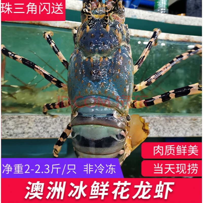 花龙虾澳洲鲜活海鲜水产超特大冰鲜小青龙野生锦绣大龙虾2-5斤/只