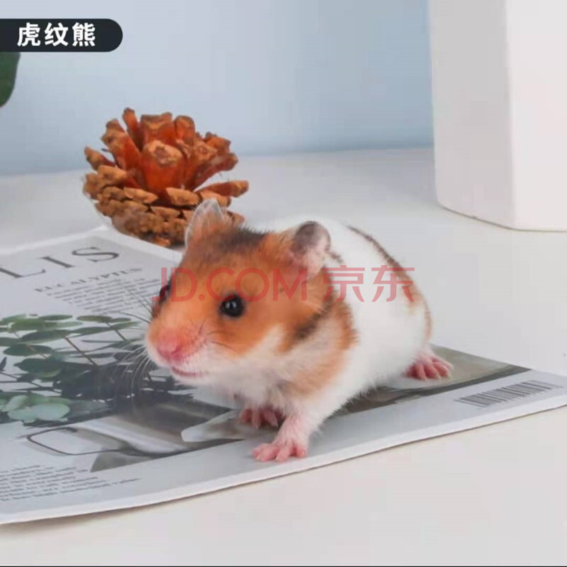 乖巧可上手荷兰猪宠物活体仓鼠活物鼠宠物活体鼠网红鼠活体荷兰猪包活