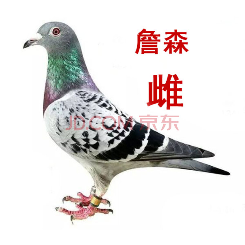 信鸽种鸽活体鸽子一対红雨点詹森信鸽成绩鸽村松白纯白色赛鸽 雨点 单