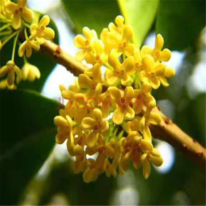 桂花树盆栽室内四季开花植物浓香型嫁接金桂丹桂沉香桂四季种植劲诚