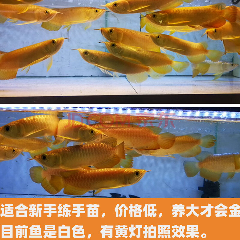 豆乐奇24k金头过背金龙鱼活鱼红龙鱼活体银龙鱼苗超血