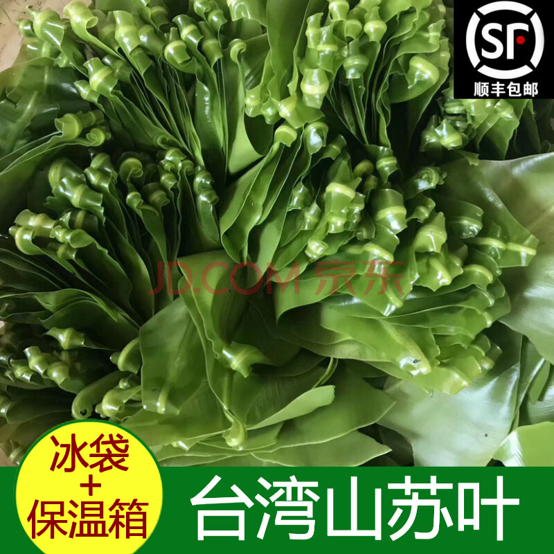 顺丰现货速发新鲜台湾山苏台湾山苏叶酒店特色菜山苏菜鸟巢蕨炒食做汤