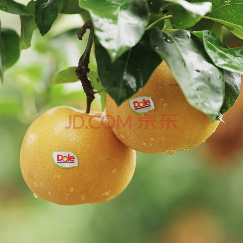 都乐Dole 秋月梨 产地直发 现摘现发 新年礼盒 年货节礼盒 净重1.6kg 5-8枚 小礼盒