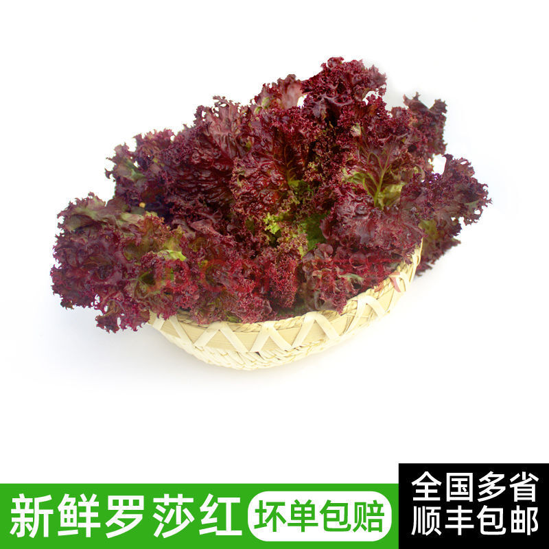 新鲜红叶生菜2斤 罗莎红 散叶花叶紫叶生菜 西餐蔬菜沙拉食材配菜 2斤