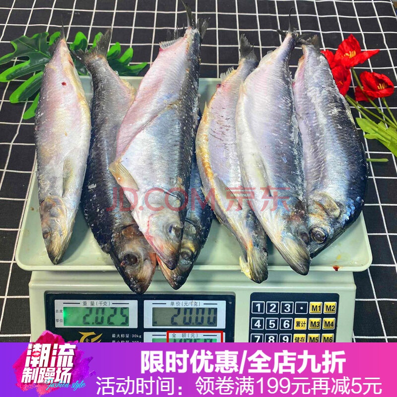 新鲜沙丁鱼大青鱼鲱鱼满籽鱼白整条海鱼冷冻鲜鱼水产 青鱼带籽/白【四