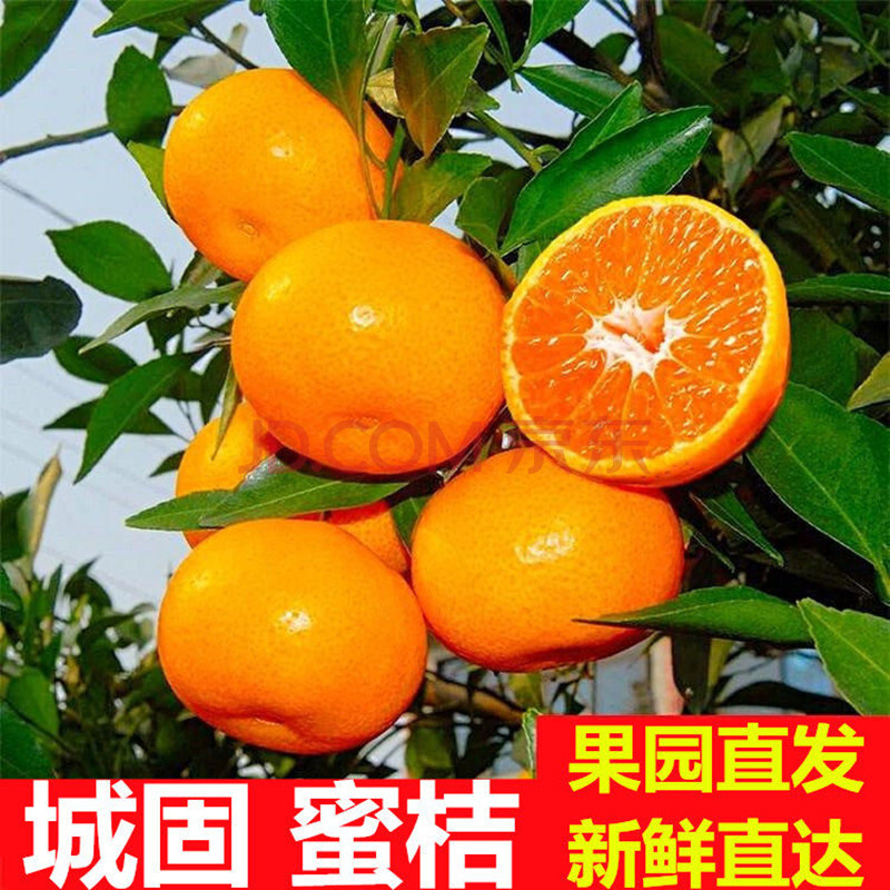 【产地直发】陕西城固蜜桔升仙无籽薄皮蜜橘柑橘汉中桔子新鲜黄青皮