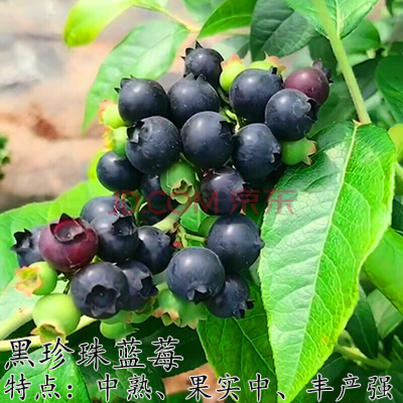 栽四季水果树当年结果南方北方种植特大蓝莓树苗果树苗蓝莓苗 黑珍珠