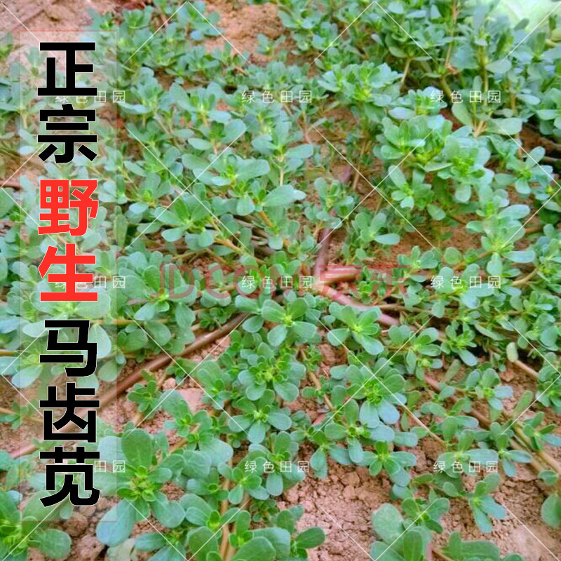 正宗野生食用马齿苋种子马芷苋籽太阳花野菜阳台田园盆栽蔬菜种孑