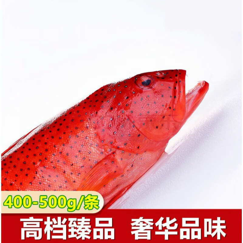【品质 东星斑鱼】400-500g/条海捕红星燕尾斑鱼新鲜冻品 【400-500g