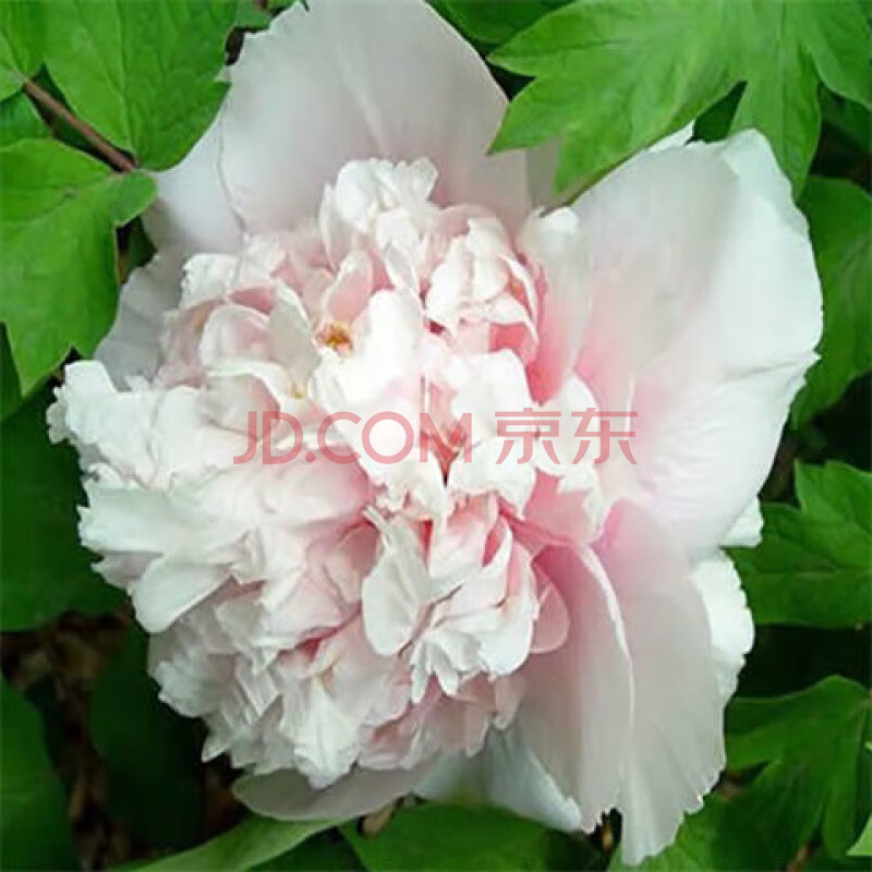 重瓣牡丹带芽花苞 赵粉【带芽孢 12分支以上十年大胖子/开花28cm