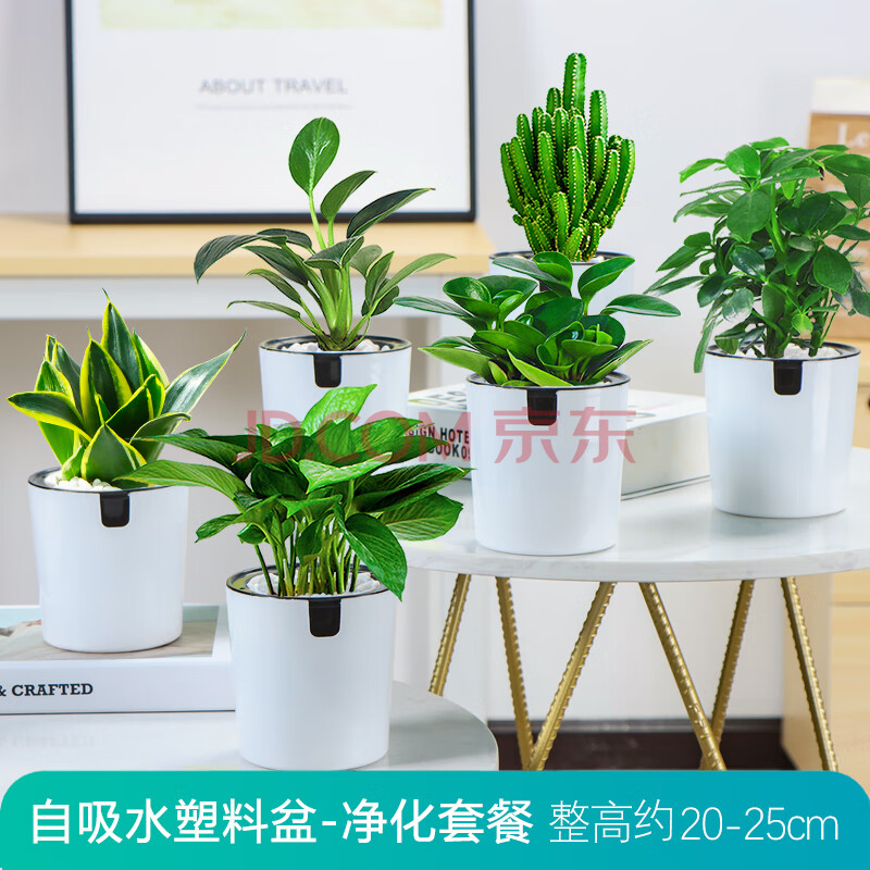 jollyoo发财树室内盆栽办公室水培小绿植茉莉花卉绿萝栀子花文竹多肉