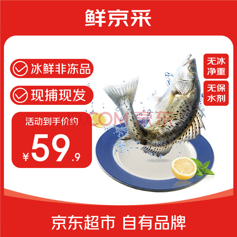 鲜京采【冰鲜】白蕉海鲈鱼2条/2.4斤净重 地标产品 生鲜鱼类 源头直发