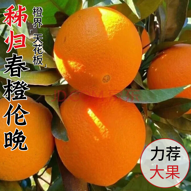 伦晚春橙湖北秭归脐橙手剥橙甜橙九月红橙现摘现发应季新鲜水果 带箱3斤60-65mm