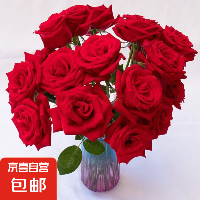 【玫瑰花】10枝装特价云南鲜花直发节日鲜花礼物花束家用水养插花 红玫瑰10枝