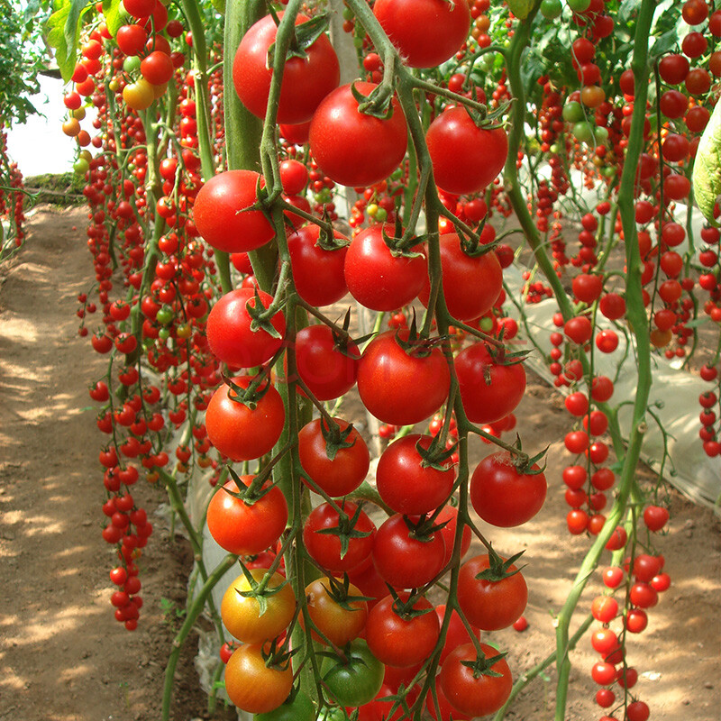 珍珠瀑布串收小番茄种子高产抗病现在种的庭院阳台水果小柿子种籽