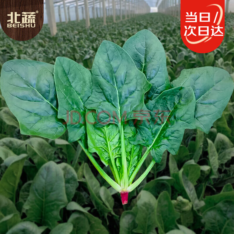 北蔬 大叶菠菜种子种苗红根春四季蔬菜种籽 卓脆红根大叶菠菜种子10g