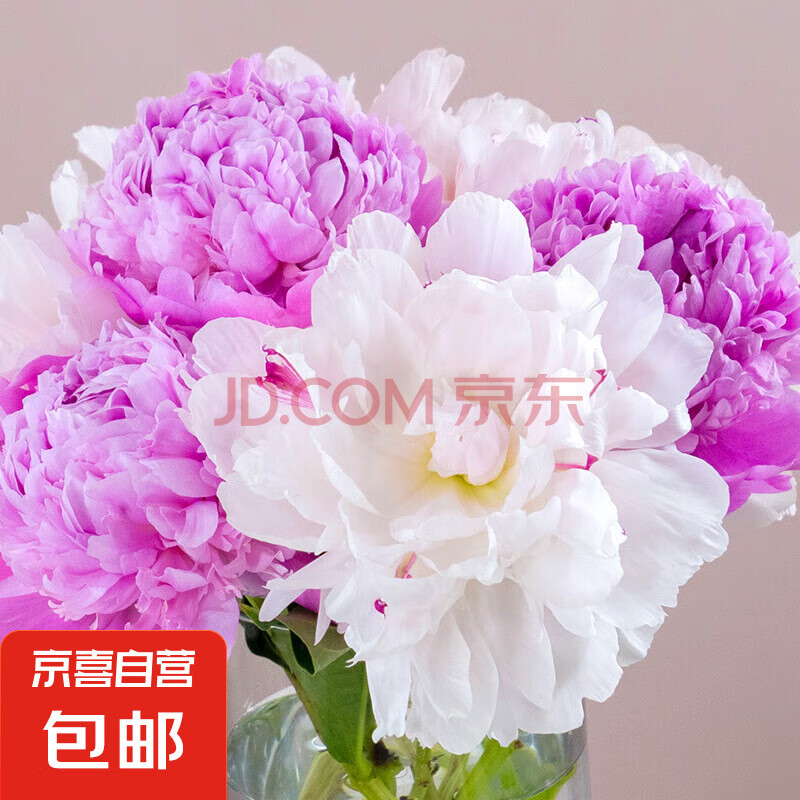 重瓣芍药鲜花精品水养插花云南直发母亲节花束搭配过节送人精选5 随机色芍药10枝