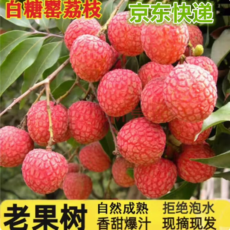 皇金蜜海南现货白糖罂头茬荔枝25年新鲜水果热带当季端午送礼【JD快递】 净重4.5斤（单果13-16G)