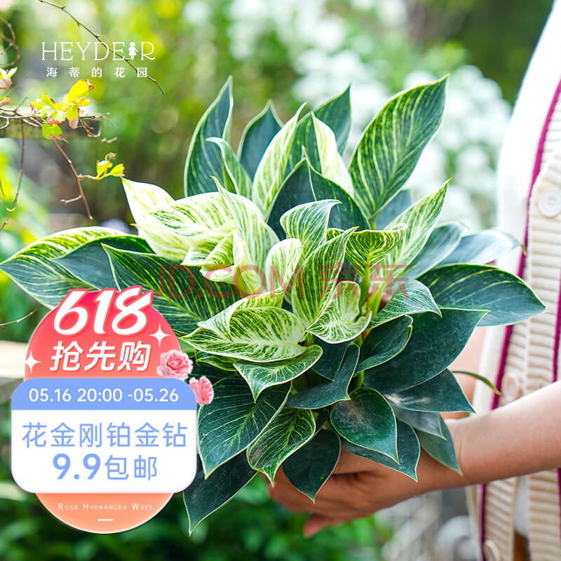 海蒂的花园室内盆栽植物龟背竹橡皮树秋海棠观叶绿植盆栽苗源头直发包邮 【蔓绿绒】铂金钻9cm盆（多仓发货） 含盆