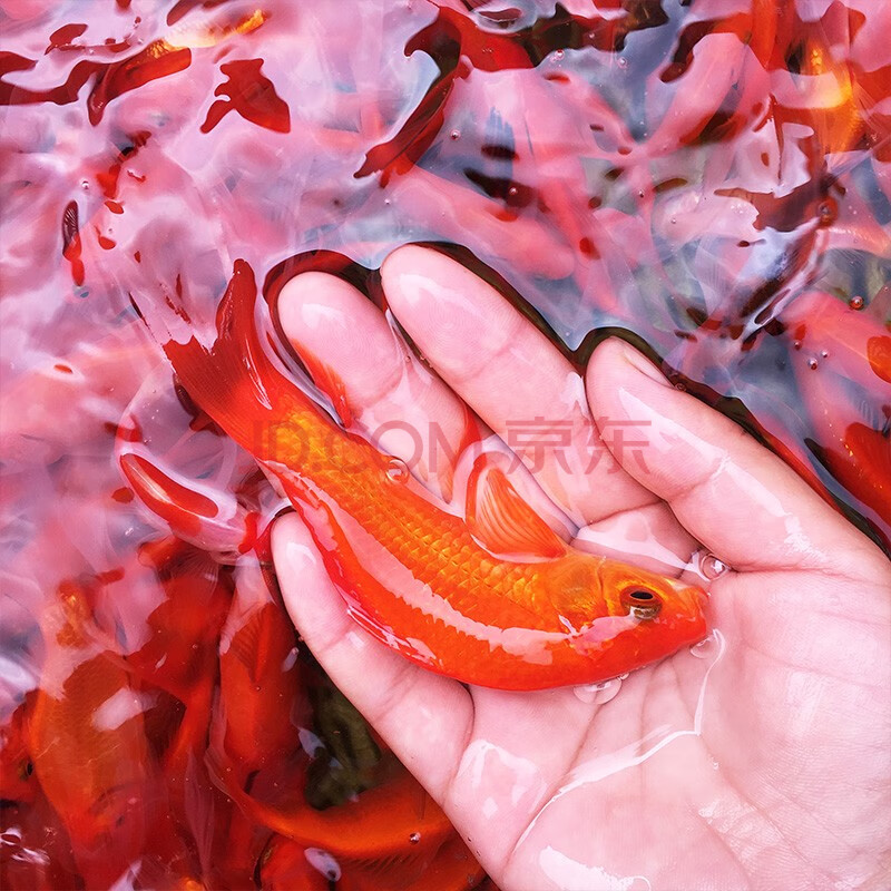 优鱼若宠红草金水族观赏鱼红鲫鱼冷水淡水好养易活小红鱼红草金1113cm