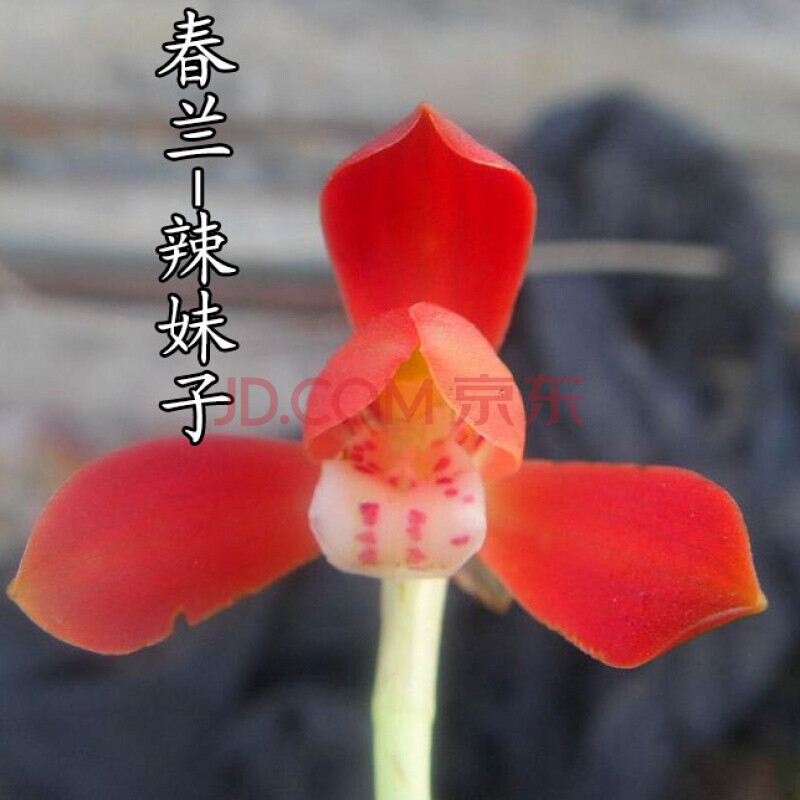 【兰花辣妹子】兰花苗春兰色花辣妹子浓香型红花易养植盆栽 春兰红花
