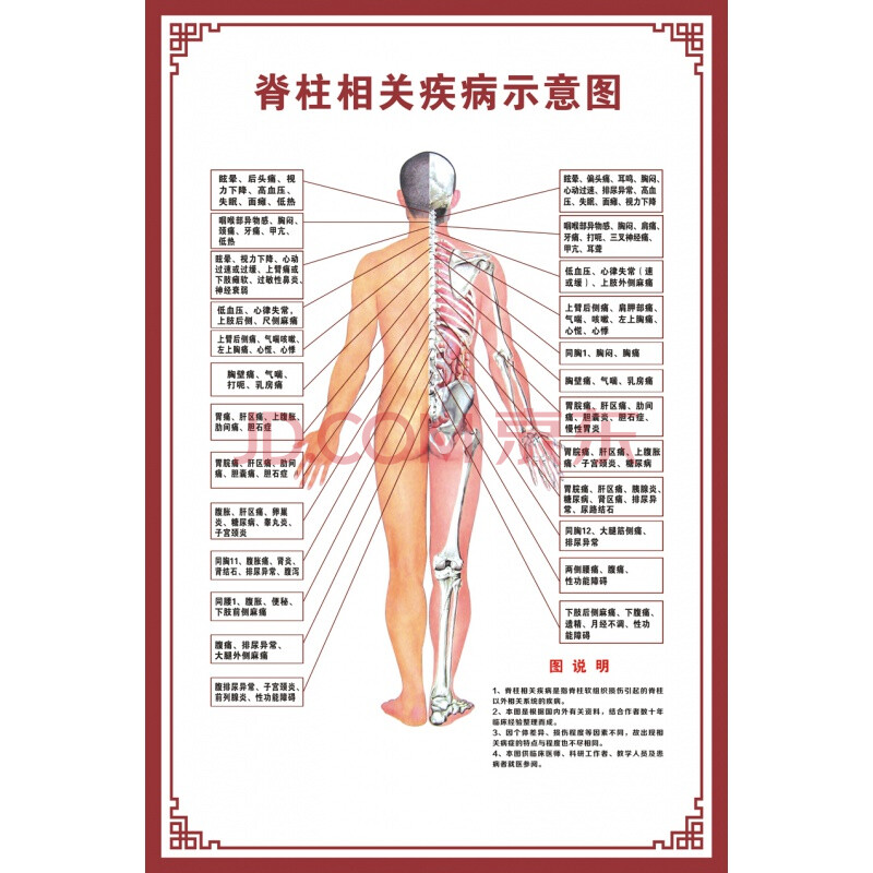 人体骨骼图挂图器官内脏结构图海报脊柱图解肌肉分布解剖图挂画 脊柱