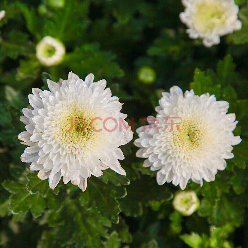 菊秋菊荷兰菊花乒乓菊球菊盆栽菊花带花发货凯迪菊菊花苗 白色恋人 不