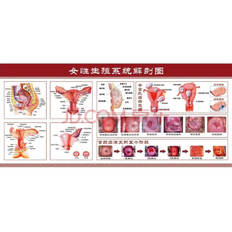 女性生殖示意图医学宣传挂图人体器官解剖图医院布置海报 相纸 100寸